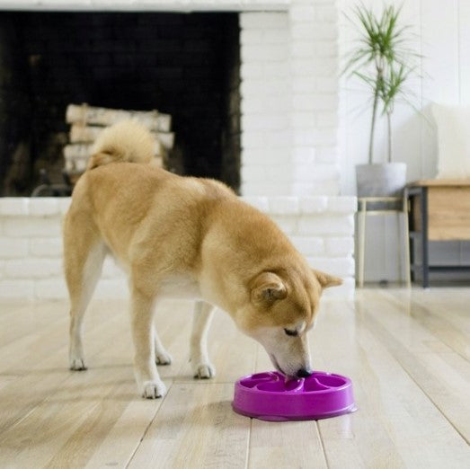 FUN FEEDER MINI BOWL Purple