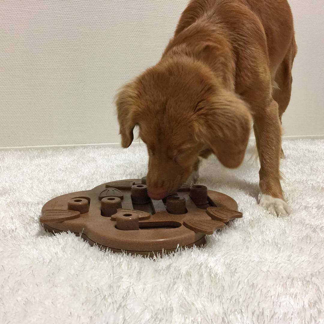 NINA OTTOSSON DOG HIDE N SLIDE COMPOSITE Level 2 interaktives Hundespiel