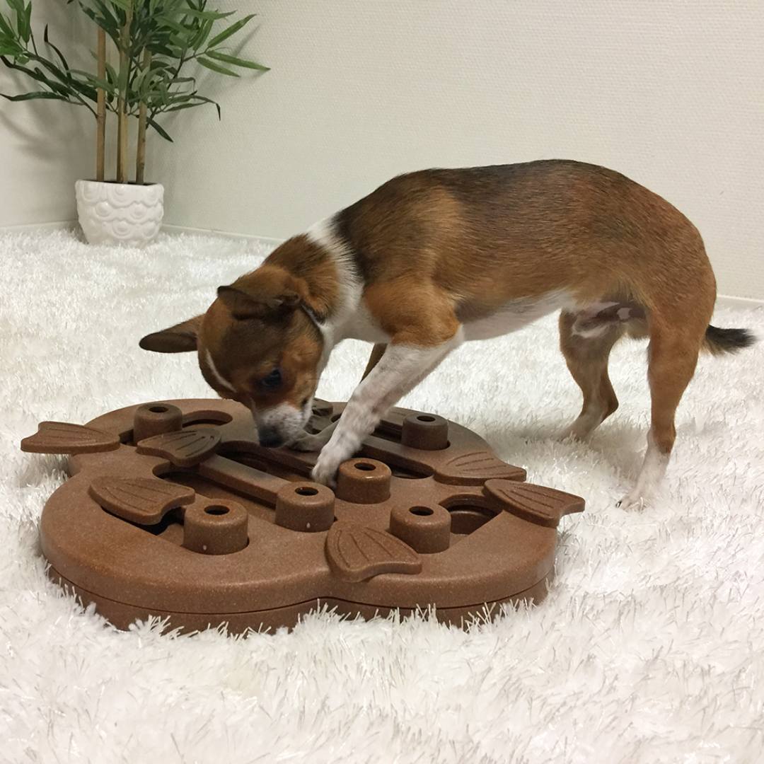 NINA OTTOSSON DOG HIDE N SLIDE COMPOSITE Level 2 interaktives Hundespiel